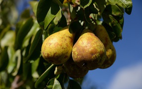 Спелые груши на дереве в зеленых листьях 