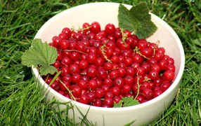 Спелая красная смородина в белой миске на зеленой траве 