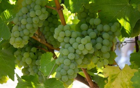 Спелый белый виноград на гроздьях 