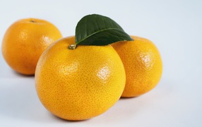 Три крупных спелых мандарина на сером фоне