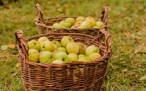 Две большие корзины с зелеными яблоками