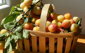 Деревянная корзина со спелыми сливами в лучах солнца