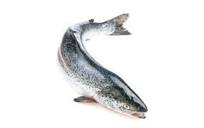 Большая свежая рыба форель на белом фоне