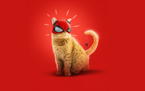 Рыжий кот в маске спайдермена на красном фоне