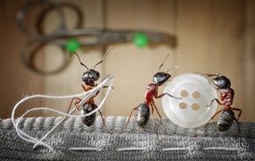 Три муравья пришивают пуговицу