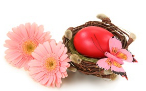 Egg in a nest with pink gerberas on a white background for Easter