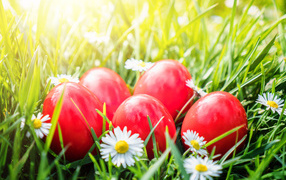 Red eggs lie in green grass with white daisies for Easter