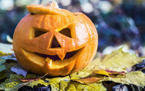 Halloween pumpkin stands on a leaf