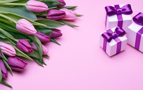 A large bouquet of purple tulips with gifts on a pink background