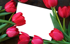 White sheet of paper and red tulips, greeting card template