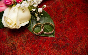 Золотые обручальные кольца на красном фоне