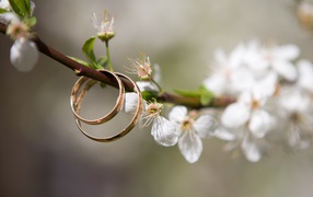 Two gold wedding rings on a blossoming cherry branch