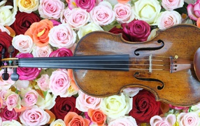 Дорогая скрипка лежит на розах 