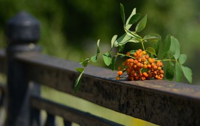 Гроздь оранжевой рябины лежит на перилах