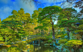 Красивые зеленые деревья в парке у реки