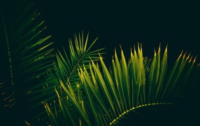 Большие зеленые пальмовые листья на черном фоне