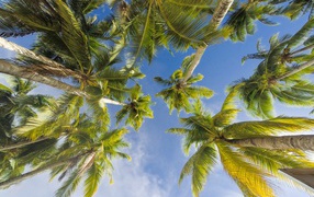 Вид снизу  на зеленые листья пальмы под голубым небом