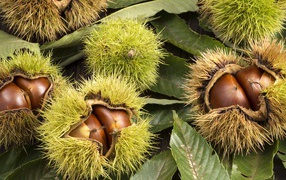 Колючие лесные орехи на дереве 