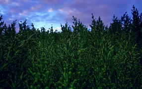 Зеленые заросли туи под пасмурным небом