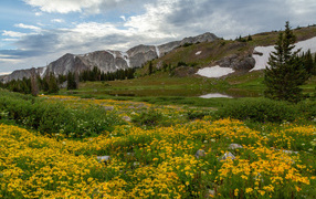 Желтые цветы на берегу реки у гор 