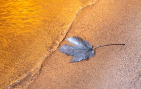 Лист лежит на песке у воды