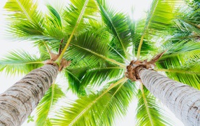 Две зеленые пальмы на пляже вид снизу
