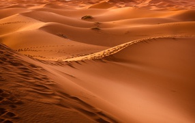 The vast expanses of the hot Sahara desert