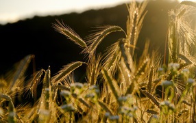 Green ears of wheat in the sun