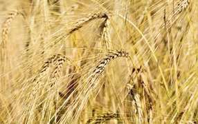 Ripe ears of wheat closeup