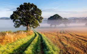 Высокое ветвистое дерево у дороги в поле 