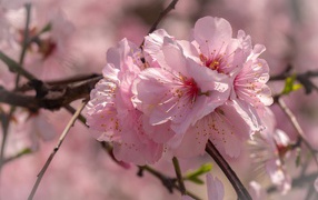 Много розовых цветов сакуры на ветке 