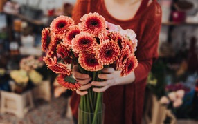 Красивый букет оранжевых гербер в руках у женщины 