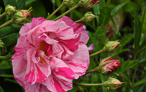 Красивая расцветка розы с бутонами на клумбе 