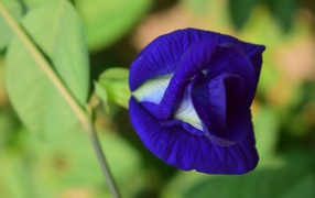 Красивый нежный синий цветок ипомеи 