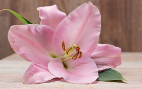 Красивая нежная розовая лилия на столе 