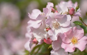 Красивые нежные розовые цветы розы