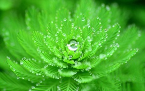 Красивый зеленый цветок с каплями росы 