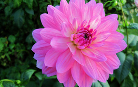 Красивый крупный розовый цветок георгины на клумбе 