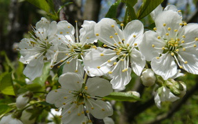 Красивые крупные белые цветы черешни на ветке 