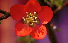 Красивый маленький красный цветок на ветке крупным планом