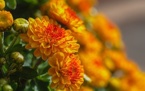 Красивые оранжевые цветы хризантемы с бутонами крупным планом 