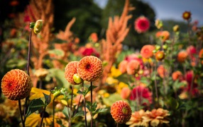 Красивые оранжевые цветы георгины на клумбе 