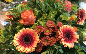 Красивые оранжевые герберы с цветами хризантемы