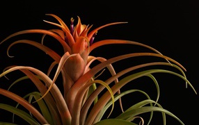 Красивый оранжевый комнатный цветок на черном фоне