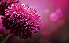 Красивая розовая астра на размытом фоне