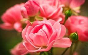 Красивые розовые цветы комнатной розы с бутонами 