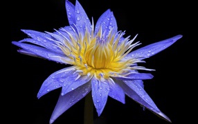 Красивый фиолетовый цветок лотоса в каплях росы на черном фоне