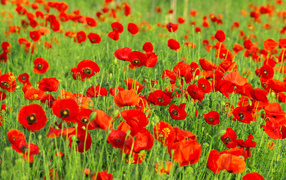 Красивые красные полевые летние маки на поле 