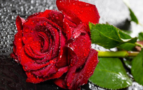 Красивая алая роза в каплях воды на черном поверхности 