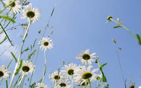 Красивые белые ромашки в траве 